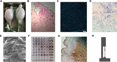 Decellularization in Tissue Engineering and Regenerative Medicine: Evaluation, Modification, and Application Methods